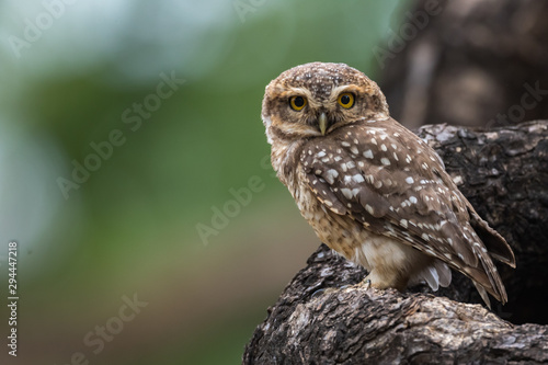 Spotted Owlet from Chennai Tamil Nadu India
