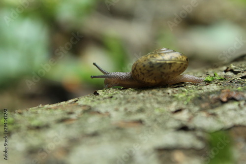 Small Snail on a log