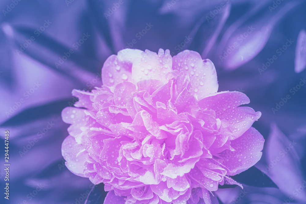 Blooming peony flower covered in raindrops in the garden. Floral nature background. Purple peony flower on a green background