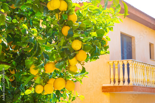 Lemon. Lemon Tree. Ripe lem...