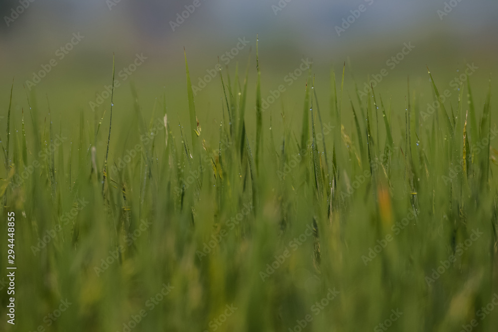 Dew drops of green brasses on Farming field Dew drops of green brasses on Farming field