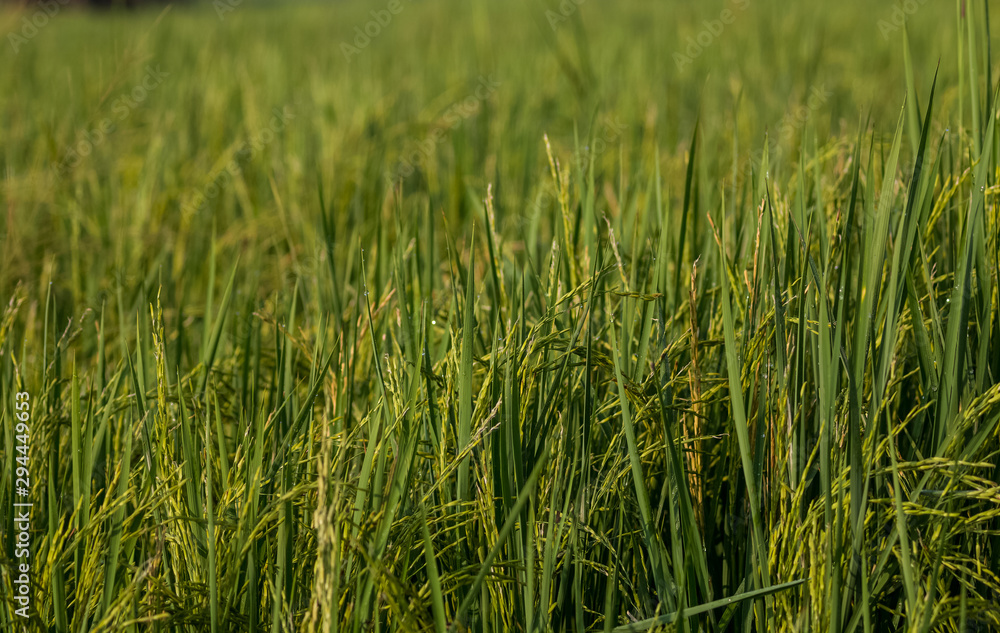 Obraz premium Dew drops of green brasses on Farming field