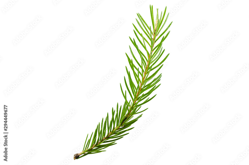 Spruce, pine branch without shadow on a white background. Object for advertising, packaging, christmas cards. Spruce, pine branch without shadow on a white background. Object for advertising, packaging, christmas cards.