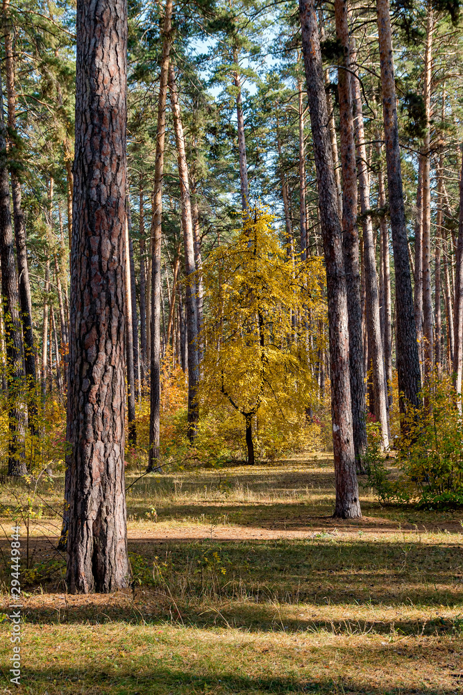 Obraz premium Landscape of the autumn forest.