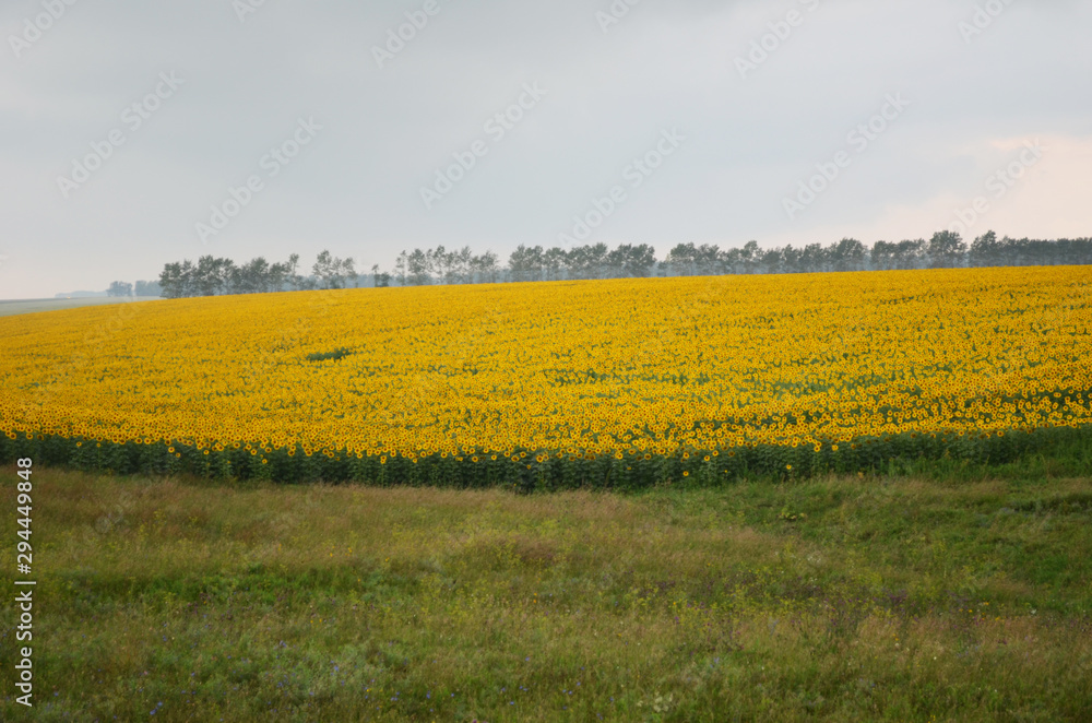 A field of sunflowers and a forest in the distance. Cloudy weather, sky before rain. The hilly landscape.