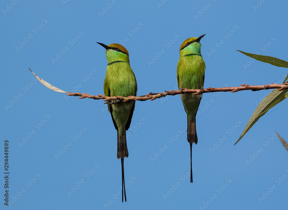 Obraz premium Green Bee Eater pair sitting on tree branch