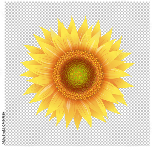 Yellow Sunflower With Transparent Background