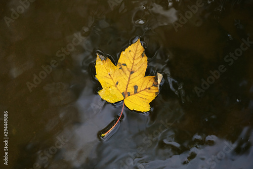 A leaf that fell from the tree in autumn drifts in the calm water