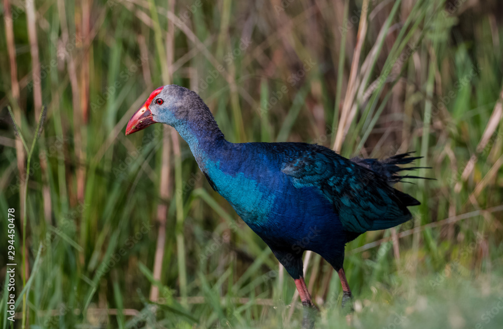 Obraz premium Grey Headed Swamphen
