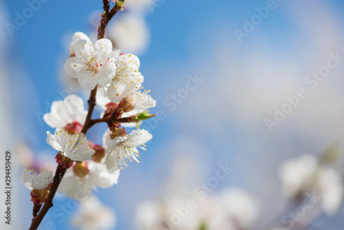 Cherry flowers coated dewdrops