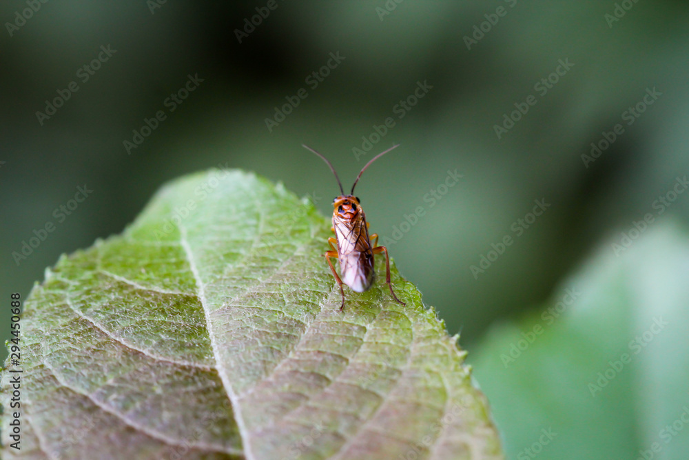 ein Insekt, Käfer oder Fliege sitzt auf einem Blatt, einer Pflanze ein Insekt, Käfer oder Fliege sitzt auf einem Blatt, einer Pflanze