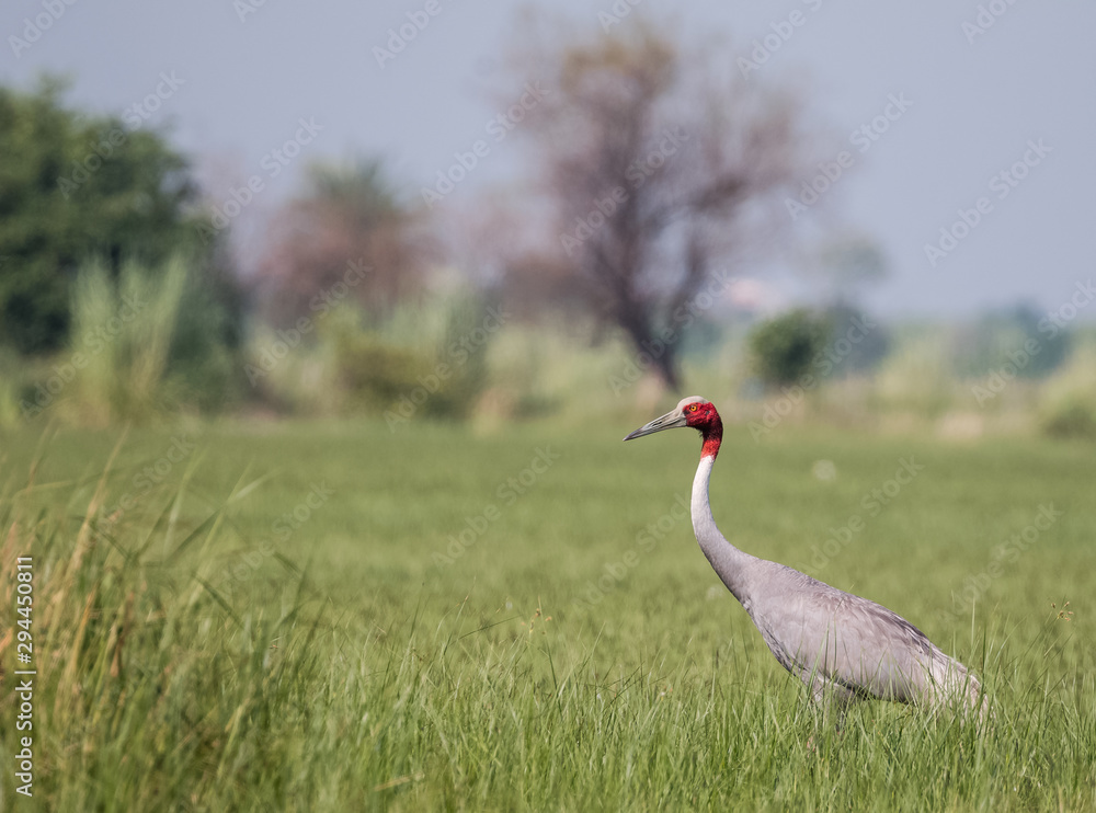 Obraz premium Sarus Crane Bird in the field