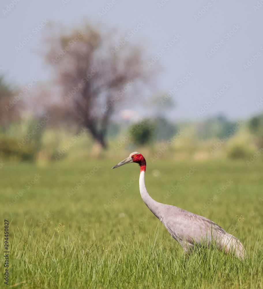 Obraz premium Sarus Crane Bird in the field