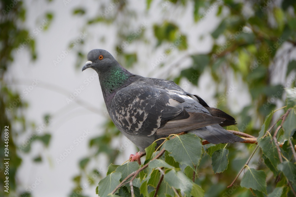 Fototapeta premium Grey dove on a tree. Pigeon