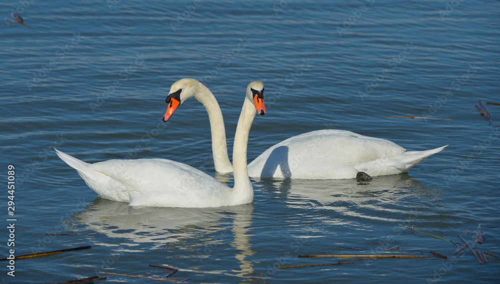 Mute Swans in California