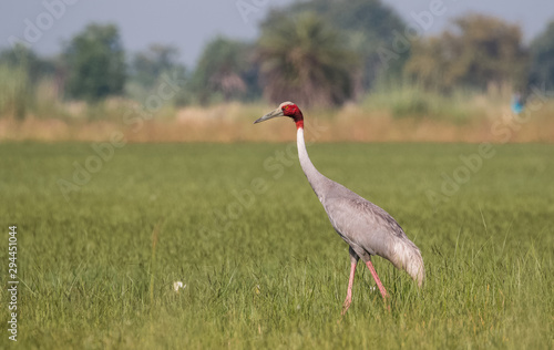Sarus Crane Bird in the field
