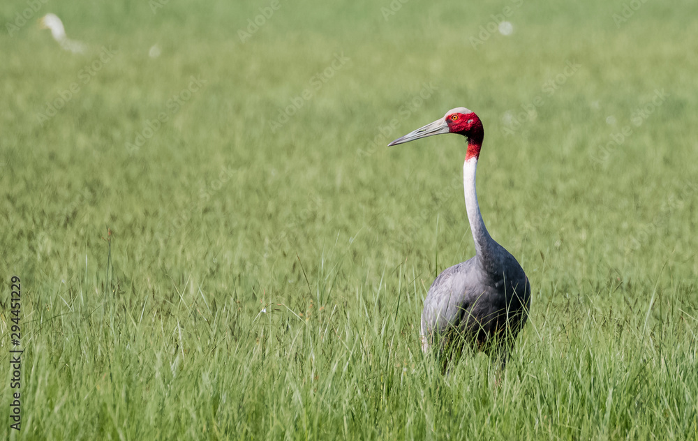 Naklejka premium Sarus Crane Bird in the field