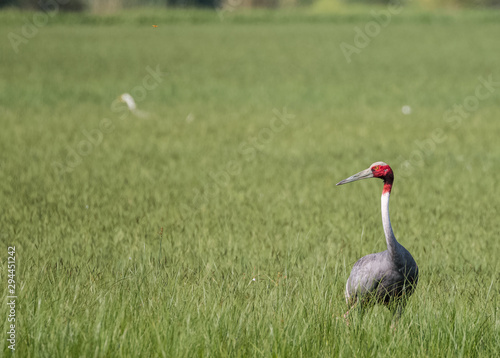 Sarus Crane Bird in the field photo