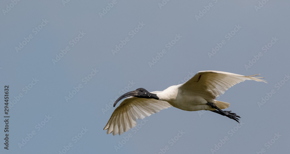 Black Naped ibis bird in flight Black Naped ibis bird in flight
