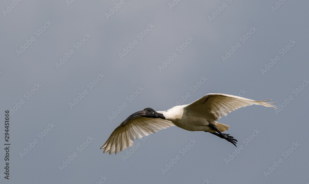 Black Naped ibis bird in flight Black Naped ibis bird in flight
