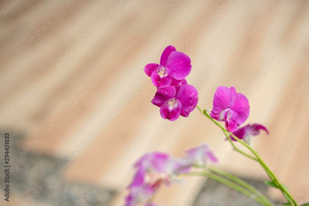 The beautiful purple orchid is the orchid of Asia.