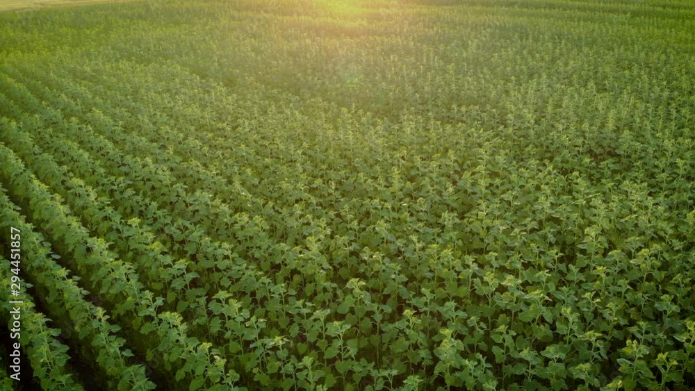 Aerial view of beautiful field with young stalks of sunflowers at flowering stage in summer in sunlight at sunset. Drone shot of agricultural work and concept of food industry Aerial view of beautiful field with young stalks of sunflowers at flowering stage in summer in sunlight at sunset. Drone shot of agricultural work and concept of food industry