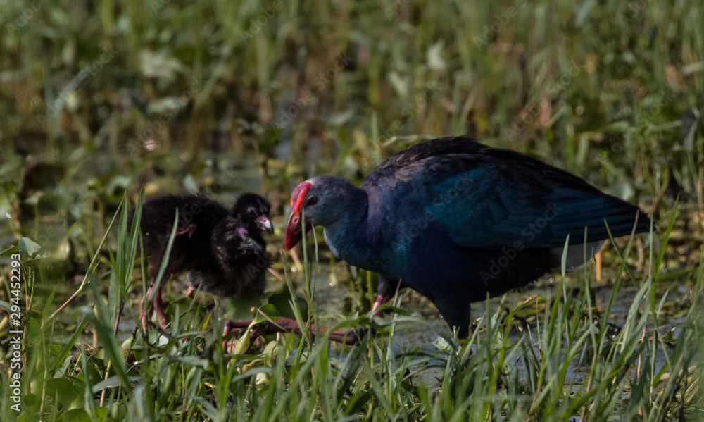 Grey Headed Swamphen Grey Headed Swamphen