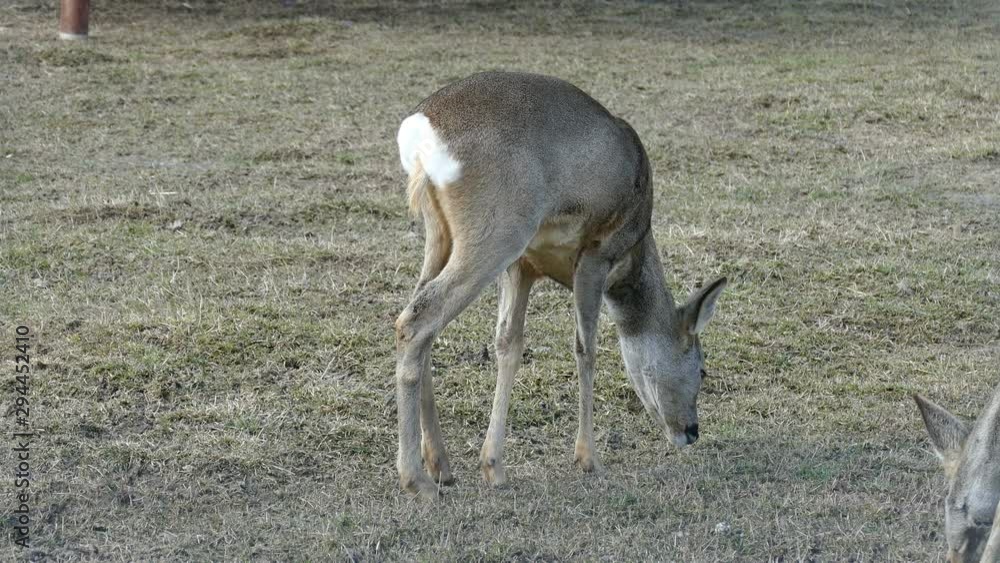 Deer graze in early spring in the meadow Deer graze in early spring in the meadow