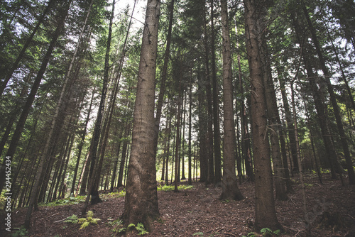 trees in the forest