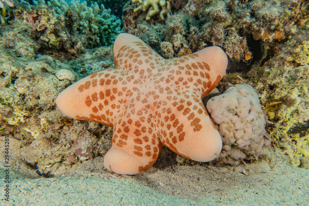 Starfish On the seabed in the Red Sea, eilat israel Starfish On the seabed in the Red Sea, eilat israel