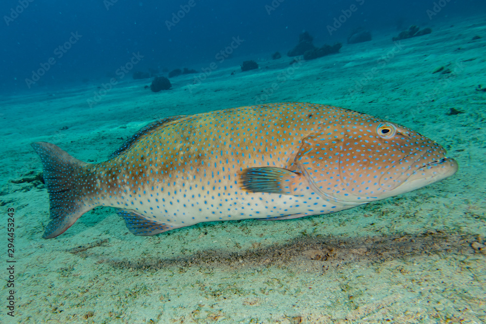 Fish swim in the Red Sea, colorful fish, Eilat Israel Fish swim in the Red Sea, colorful fish, Eilat Israel