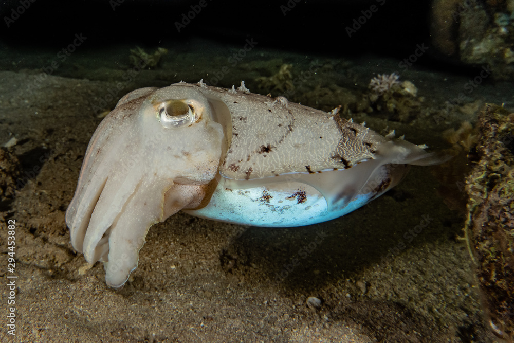 Squid in the Red Sea Colorful and beautiful, Eilat Israel Squid in the Red Sea Colorful and beautiful, Eilat Israel