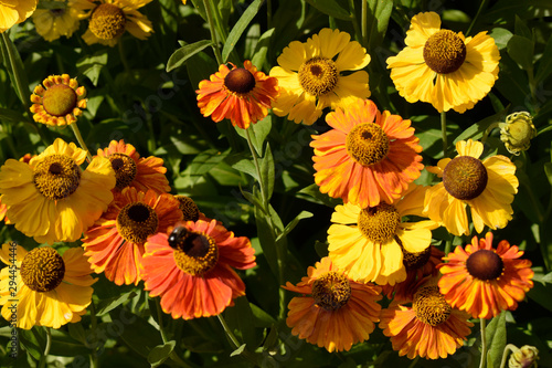 Sonenbraut gelb orange closeup