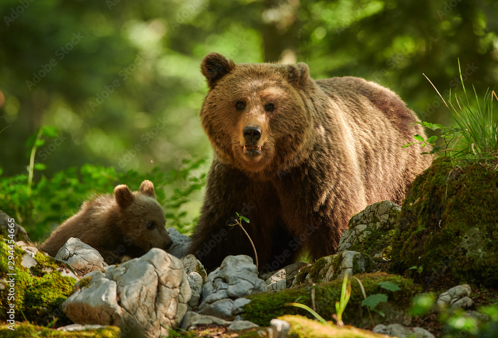 Wild brown bear (Ursus arctos) close up