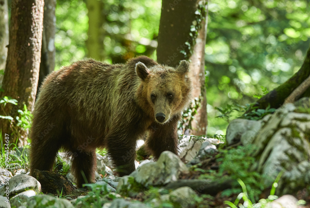 Wild brown bear (Ursus arctos) close up Wild brown bear (Ursus arctos) close up
