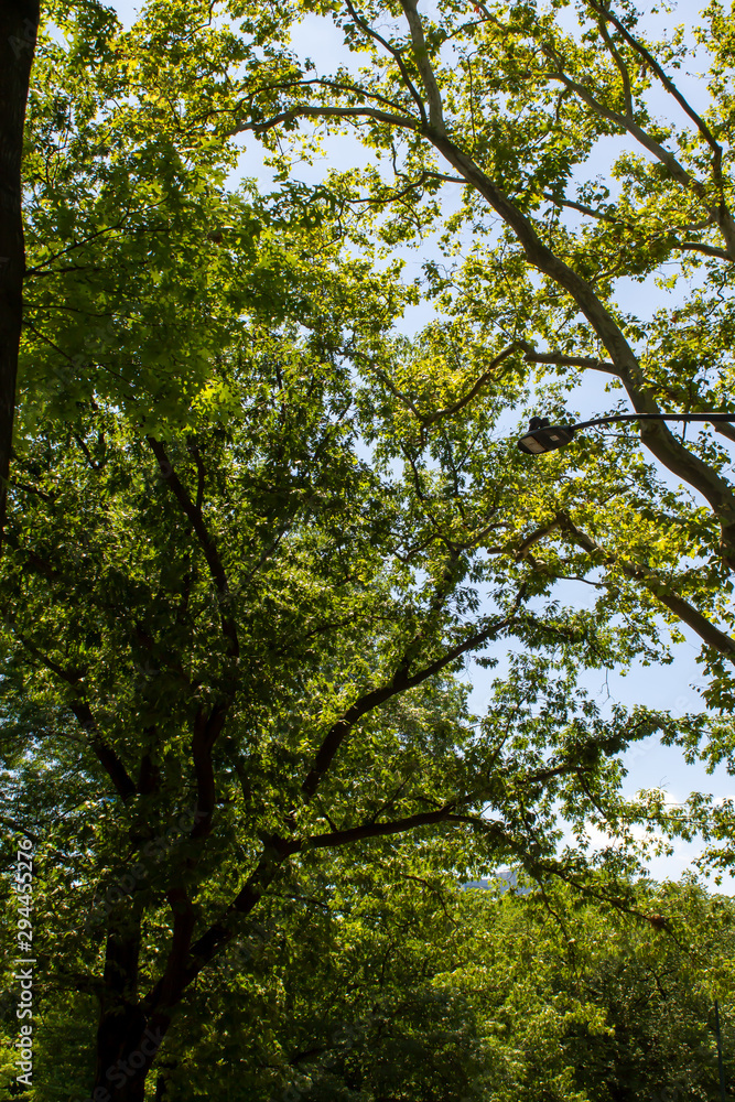 Trees in Summer 