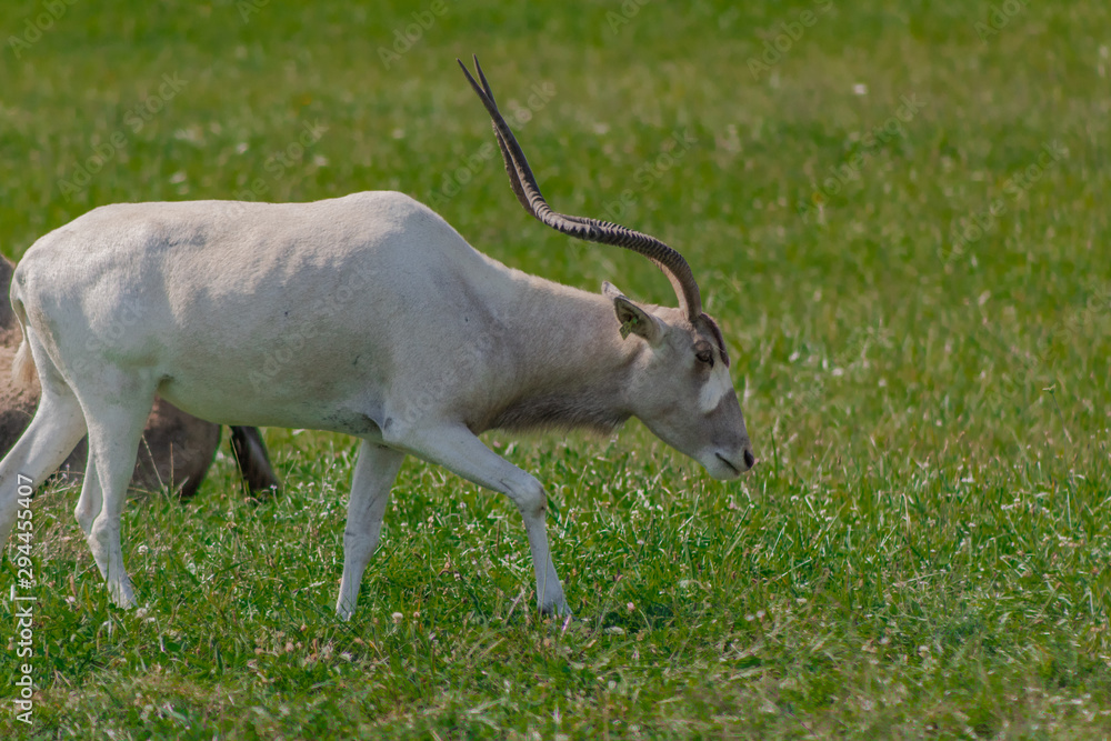 an addax walking through a green meadow an addax walking through a green meadow