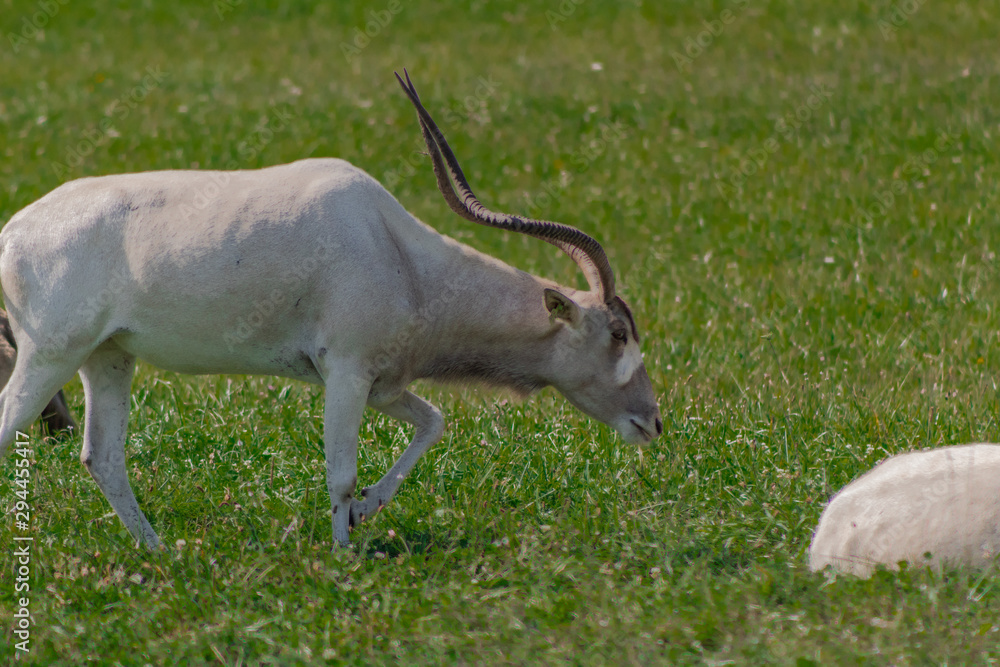an addax walking through a green meadow an addax walking through a green meadow