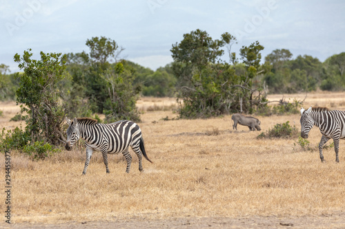 Zebras walking Across the Savanna with a Warthog in the Distance  Kenya  Africa