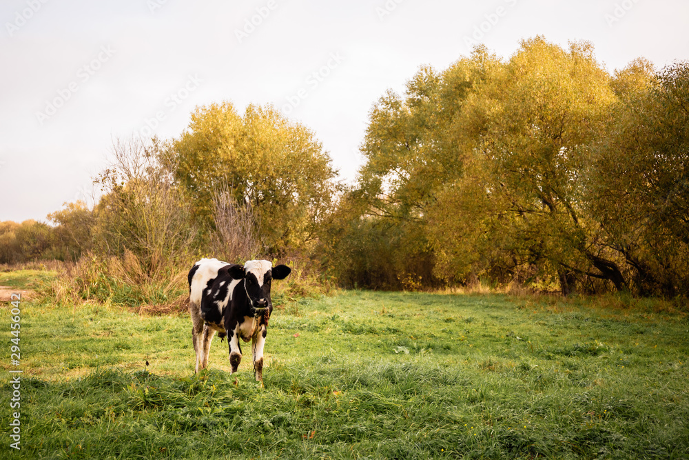 Once sunny morning a young cow eats grass on a beautiful lawn near the river Once sunny morning a young cow eats grass on a beautiful lawn near the river