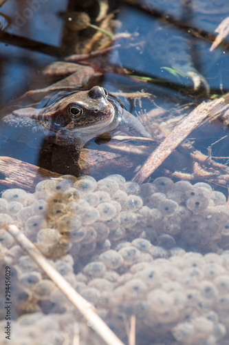 frogs © DDFoTo - Czerniawsky