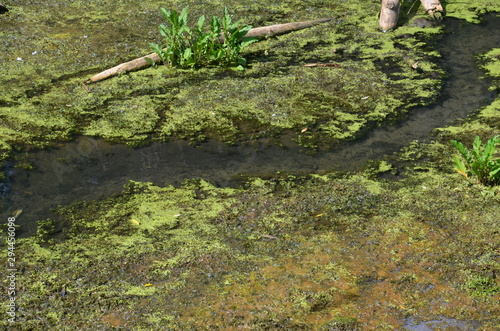 The surface of the swamp with standing water