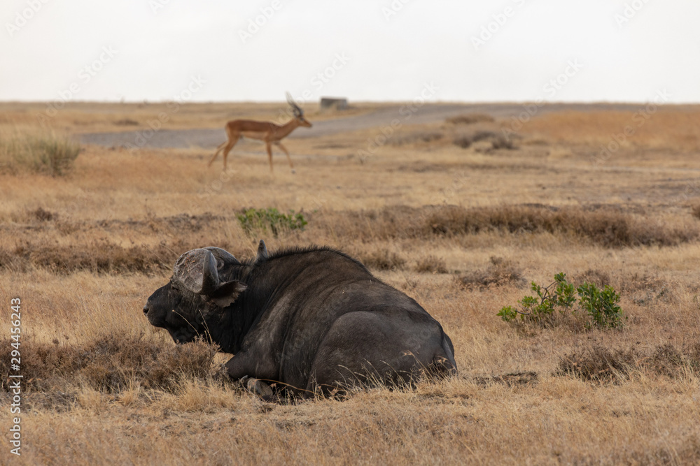 Cape Buffalo Resting on the Savanna, Ol Pejeta Conservancy, Kenya, Africa Cape Buffalo Resting on the Savanna, Ol Pejeta Conservancy, Kenya, Africa