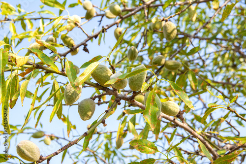 Wallpaper Mural Almond tree branches with ripening fruits, Krk island, Croatia Torontodigital.ca