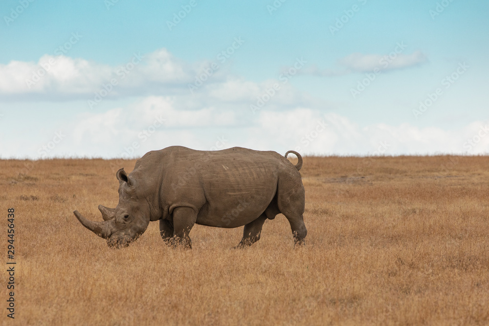 Obraz premium Profile of Lone White Rhino Grazing and Standing in a Field of Golden Grass in Ol Pejeta Conservancy, Kenya, Africa