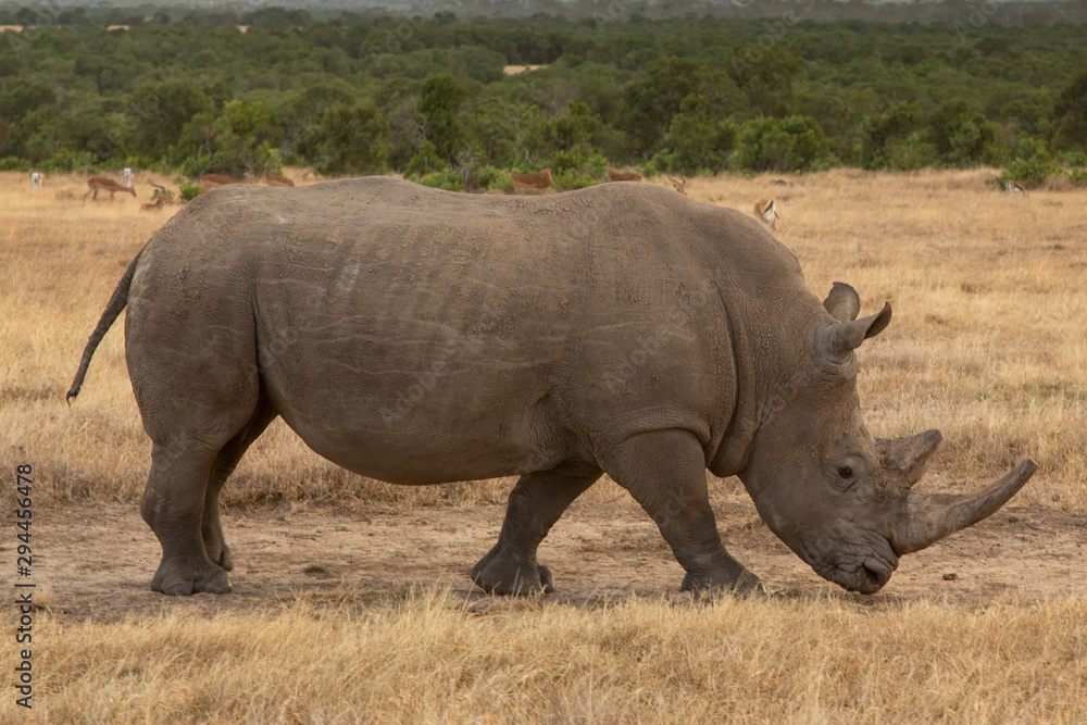 White Rhino in Ol Pejeta Conservancy, Kenya, Africa White Rhino in Ol Pejeta Conservancy, Kenya, Africa
