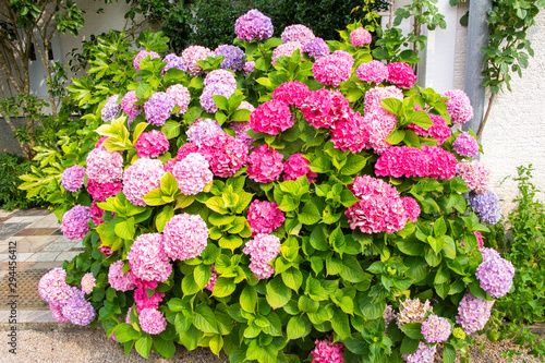 Blooming pink hortensia  Hydrangea  in the garden  Krk island  Croatia