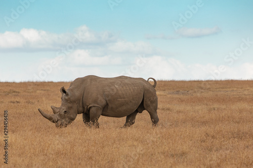Profile of Lone White Rhino Grazing and Standing in a Field of Golden Grass in Ol Pejeta Conservancy, Kenya, Africa © Jill Clardy