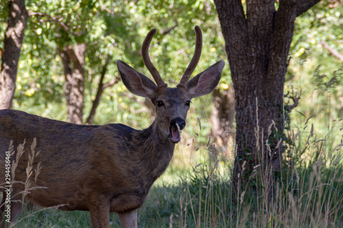 Californian Black-tailed deer walking through typical forested area
