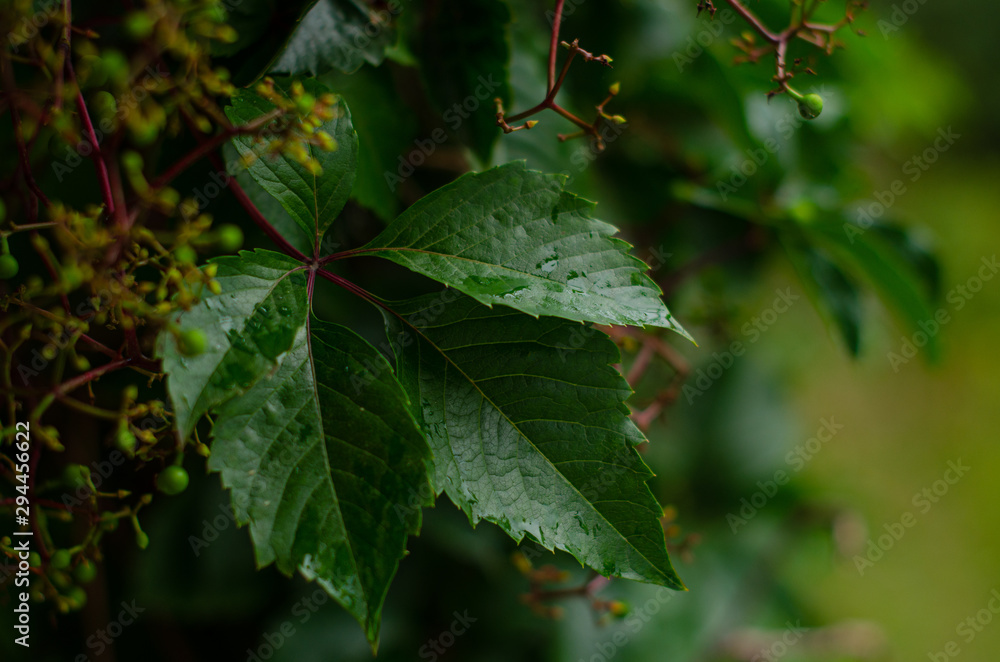 Partenocissus after rain Partenocissus after rain